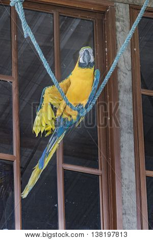 South American Colorful Parrot At Zoo