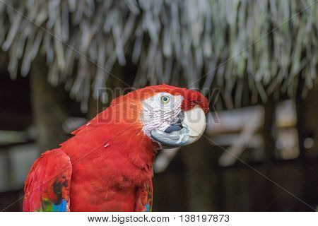 South American Colorful Parrot At Zoo