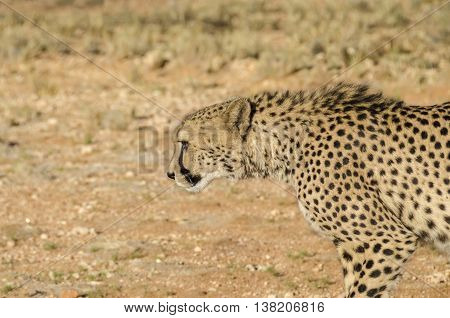 Cheetah walking in the evening sun. Picture taken in Namibia.