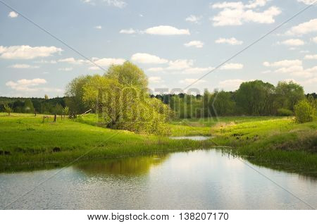 Forest lake and summer time. Nature composition.