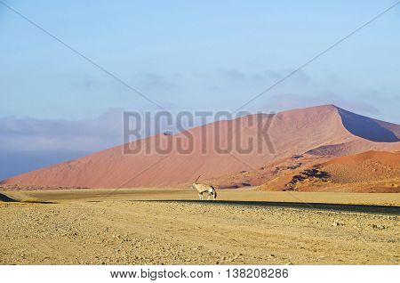 Oryx antelope walking through the Namib desert.