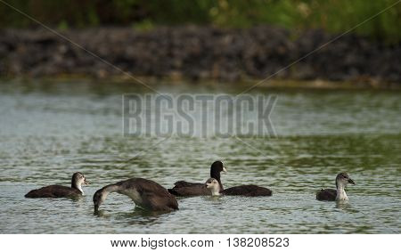 Grebe Birds On Big Sea Milada In Hot Summer Day