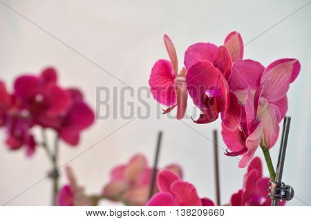 Hot Pink Moth Orchid Against White