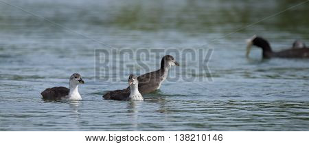 Grebe Birds On Big Sea Milada In Hot Summer Day