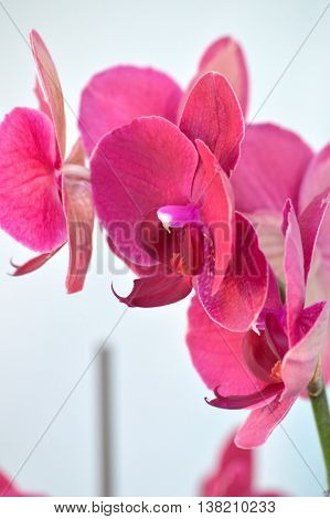 Hot Pink Moth Orchid Against White