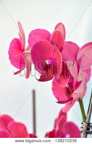 Hot Pink Moth Orchid Against White