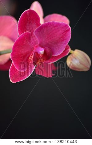 Dark Pink Moth Orchid Against Black