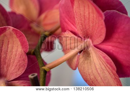 Hot Pink Moth Orchid Against White