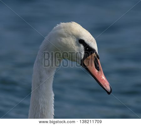 Swans On Big Sea Milada Near Usti Nad Labem City