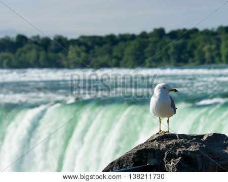 Canadian Horseshoe Falls At Niagara