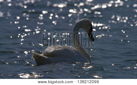 Swans On Big Sea Milada Near Usti Nad Labem City