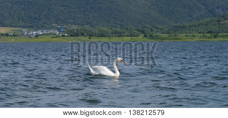 Swans On Big Sea Milada Near Usti Nad Labem City