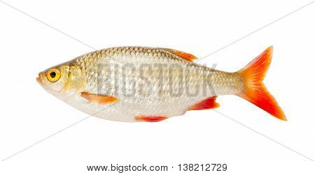Fish. Fresh raw fish rudd isolated on white background