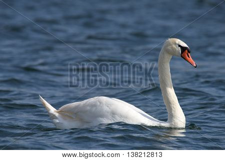 Swans On Big Sea Milada Near Usti Nad Labem City