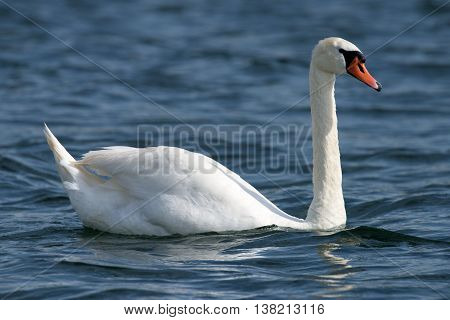 Swans On Big Sea Milada Near Usti Nad Labem City