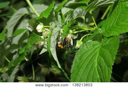 Closeup Of Bumblebee Collecting Stuff Of One Blossom