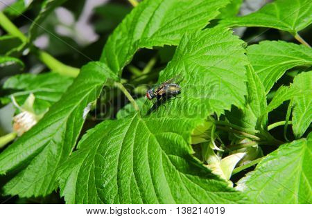 Closeup Of A Fly Sitting On A Green Leaf