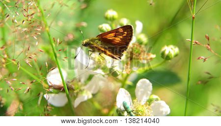 Closeup Of An Orange And Black Butterfly In Nature