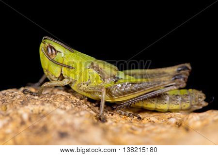 Meadow grasshopper (Chorthippus parallelus) in profile. Green insect in the family Acrididae showing gently curved pronotal keel and short wings