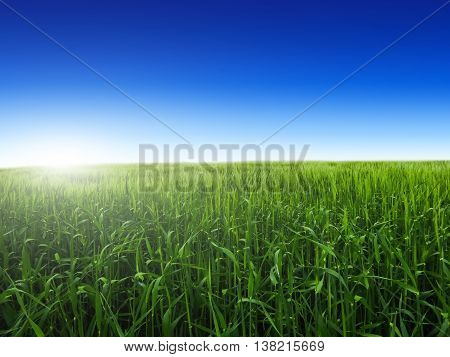 Summer field with green grass background pattern
