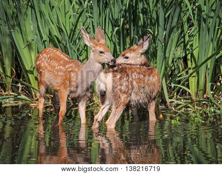 twin fawns nuzzling each other in a pond surrounded by reeds at a local wildlife sanctuary park 
