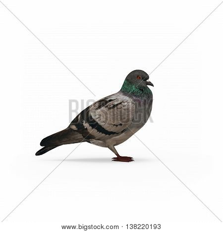 Pigeon Side View Isolated 3D Rendering