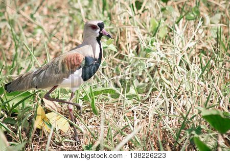 Vanellus chilensis bird walking on fading grass