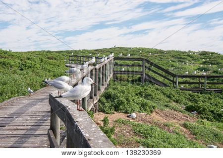 Sea gulls lined up on the wooden boardwalk at Penguin Island with vegetated coastal dunes under a blue sky with clouds in Rockingham, Western Australia.