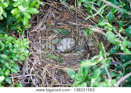 Nest made of thin branches with one isolated sea gull egg and blurred green leaves on Penguin Island in Rockingham, Western Australia.