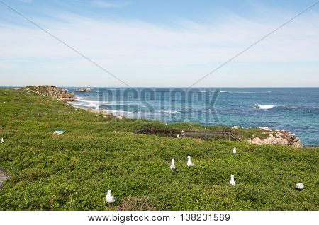 Penguin Island scenic views with green coastal dunes, nesting sea gulls and an Indian Ocean seascape under a cloudy sky in Rockingham, Western Australia.