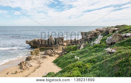 Limestone outcroppings, vegetated dunes, remote beach and nesting sea gulls under a blue sky with clouds at Penguin Island in Rockingham, Western Australia.