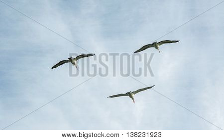 Three large nesting pelicans in flight over Penguin Island with a cloudy sky in Rockingham, Western Australia.