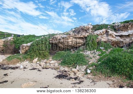 Nesting birds in the natural limestone caves on Penguin Island with native plants under a blue sky with clouds in Rockingham, Western Australia.