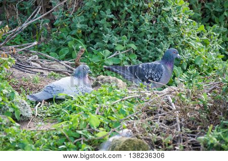 Australian feral rock pigeons nesting in the native plants on Penguin Island in Rockingham, Western Australia.