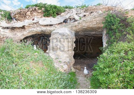 Limestone caves on Penguin Island with nesting sea gulls and native flora under a blue sky with clouds in Rockingham, Western Australia.