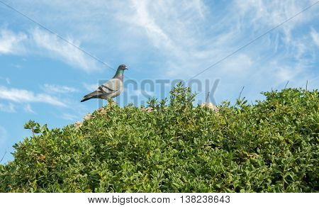 Rock pigeon standing in profile on the green dune plants at Penguin Island under a blue sky with clouds in Rockingham, Western Australia.
