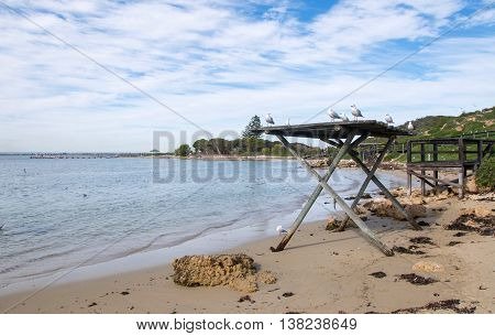 ROCKINGHAM,WA,AUSTRALIA-JUNE 3,2016: Tourists and nesting sea gulls with beach shelter at Penguin Island in Rockingham, Western Australia.