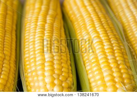 Ripe yellow corn grains on cob and green leaves. Closeup.