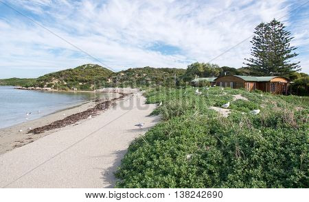 ROCKINGHAM,WA,AUSTRALIA-JUNE 3,2016:  Tourists exploring Penguin Island with nesting sea gulls and native dune plants with the Indian Ocean waters in Rockingham, Western Australia.
