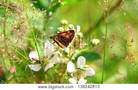 Closeup Of An Orange And Black Butterfly In Nature