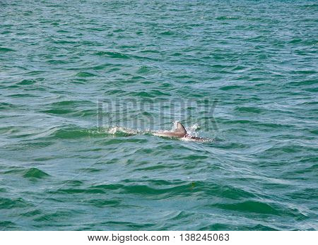 Dolphin swimming in the turquoise Indian Ocean off of Penguin Island in Rockingham, Western Australia.