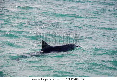 Wild dolphin swimming on the surface of the Indian Ocean waters off of Penguin Island in Rockingham, Western Australia.