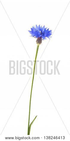 one blue cornflower close-up isolated on white background