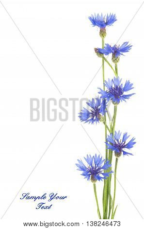 Cornflower. Bouquet of wild blue flowers. Isolated