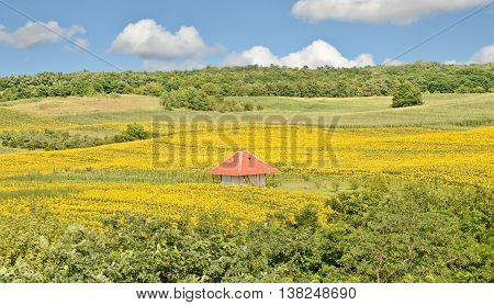 Sunflower farmland in summer. Farming in east Europe