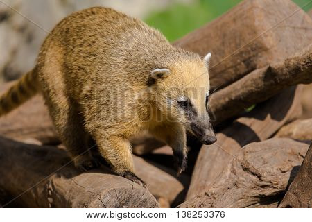 Portrait of ring-tailed coati (Nasua nasua) animal in natural environment