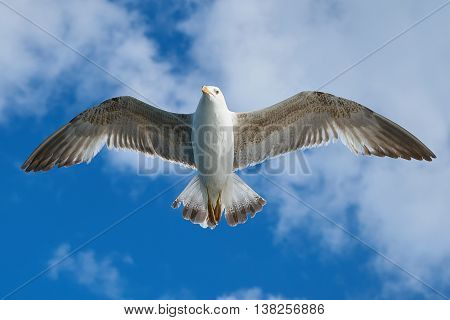 a Seagull Flying Freely in the Sky