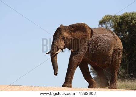 En elefant krydser vejen