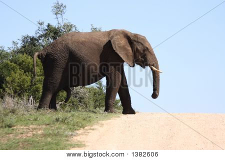 Mandlige elefant