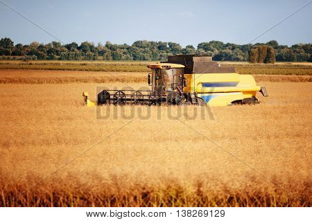 Combine harverster working in the fields nature